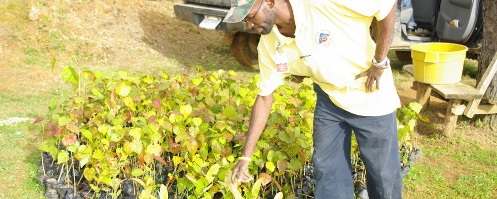Mr Beale Conservation Science Officer counts seedlings