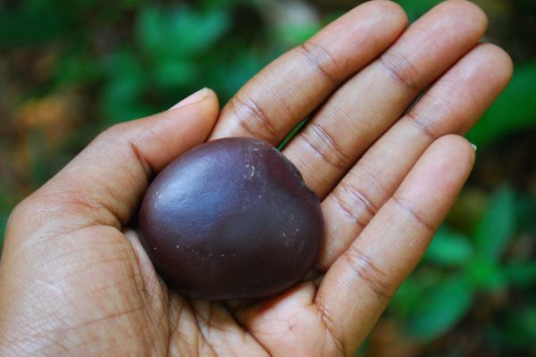 Entada Gigas (Cocoon)