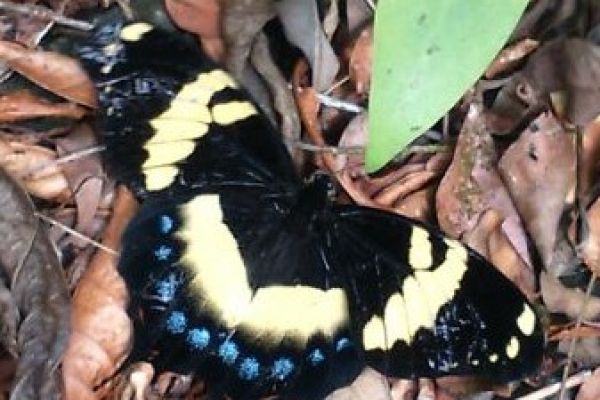 Giant Swallowtail