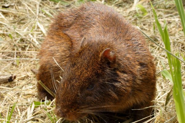 Geocapromys Brownii (Coney)