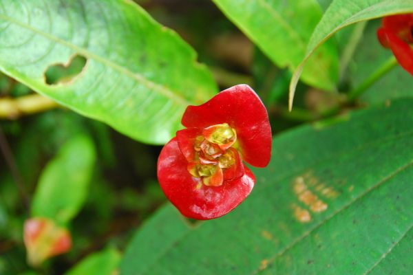 Cephaelis Elata (Hot Lips)