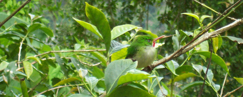 Jamaican Tody or Robin Redbreast