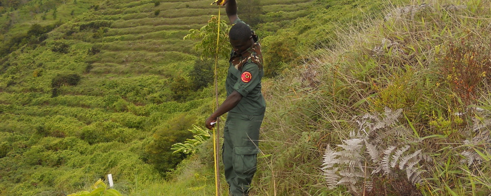 Park Ranger Roger Thompson measures a native tree sapling